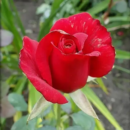 Trandafiri hibrizi Tea - Trandafiri - Ingrid Bergman™ - 